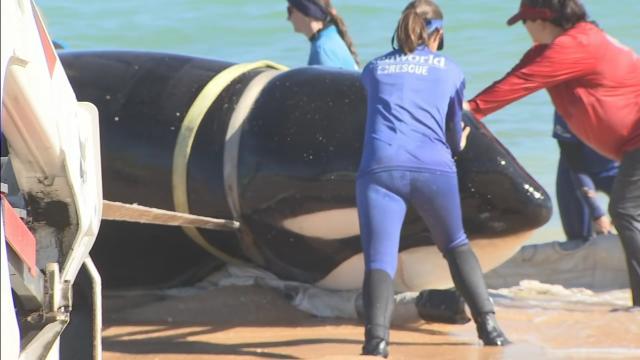 Newborn sperm whale calf strands on beach near Marineland