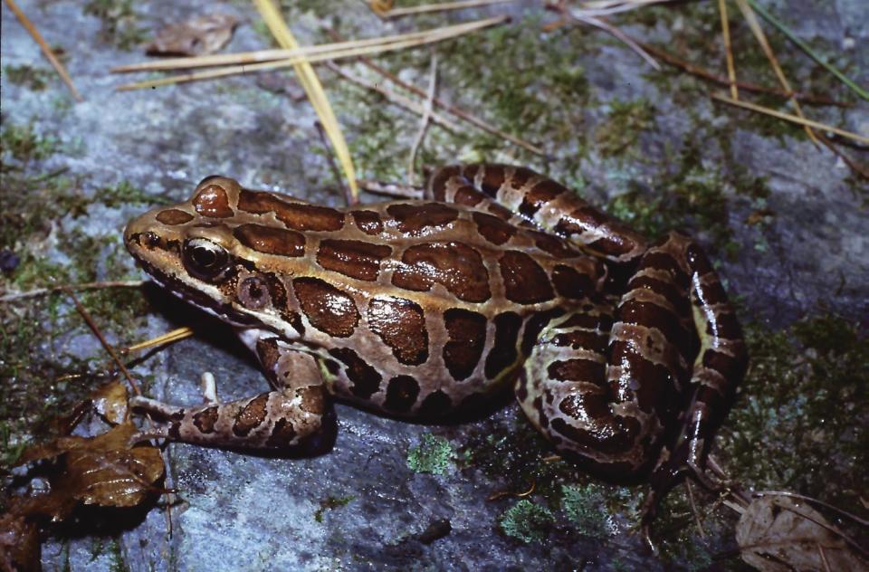 A Pickerel Frog, or Lithobates palustris.