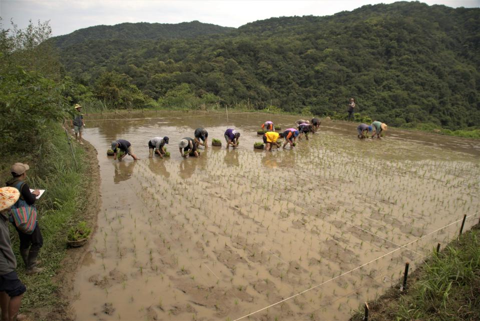 插秧高手賽由在地農民及石門嵩山社區農民共同參與