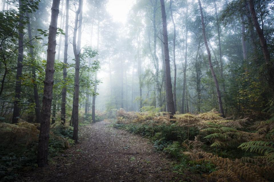 spooky urban legends   misty forest walk