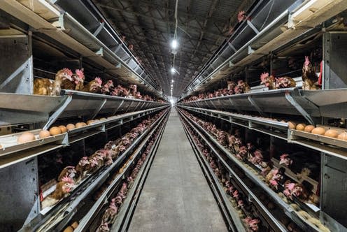   <span class="attribution"><a class="link " href="https://www.shutterstock.com/image-photo/multilevel-production-line-conveyor-chicken-eggs-742546012?src=FTpn0oAS2_Gx05rb7erneg-1-1" rel="nofollow noopener" target="_blank" data-ylk="slk:N-sky/Shutterstock;elm:context_link;itc:0;sec:content-canvas">N-sky/Shutterstock</a></span>