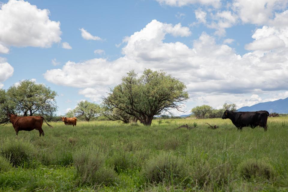 Cattle graze inside the Cienega Creek Natural Preserve near Tucson on Aug. 4, 2022. Conservationist groups have urged the U.S. Fish and Wildlife Service and the U.S. Forest Service to restrict cattle grazing in the area, which serves as critical habitat for several endangered species.