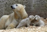 Twin polar bear cubs play next their mother Giovanna outside in their enclosure at Tierpark Hellabrunn in Munich, March 19, 2014. The 14 week-old cubs, who made their first public appearance on Wednesday, have yet to be named. REUTERS/Michael Dalder (GERMANY - Tags: ANIMALS SOCIETY)