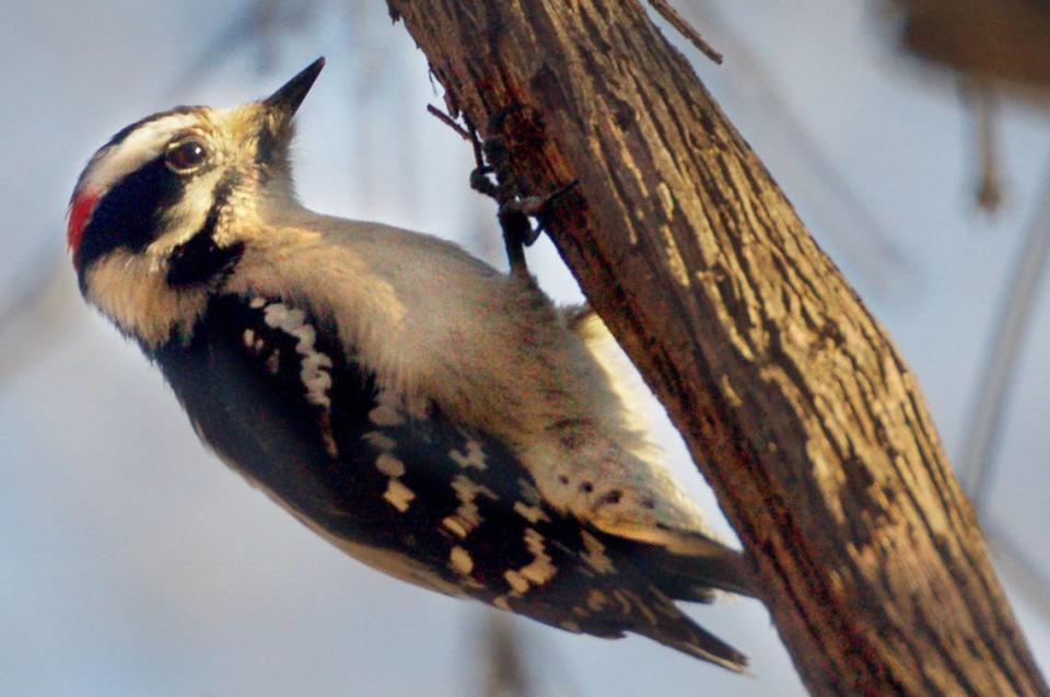 The downy woodpecker is smaller than most.