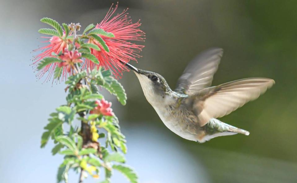 A Ruby-throated Hummingbird, photographed in 2020.