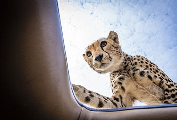 Cheetah pokes head through car sunroof in Tanzania