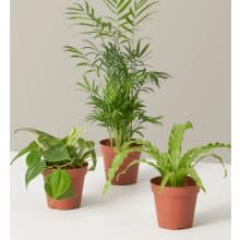 Product image of The Sill Plant Parent Set