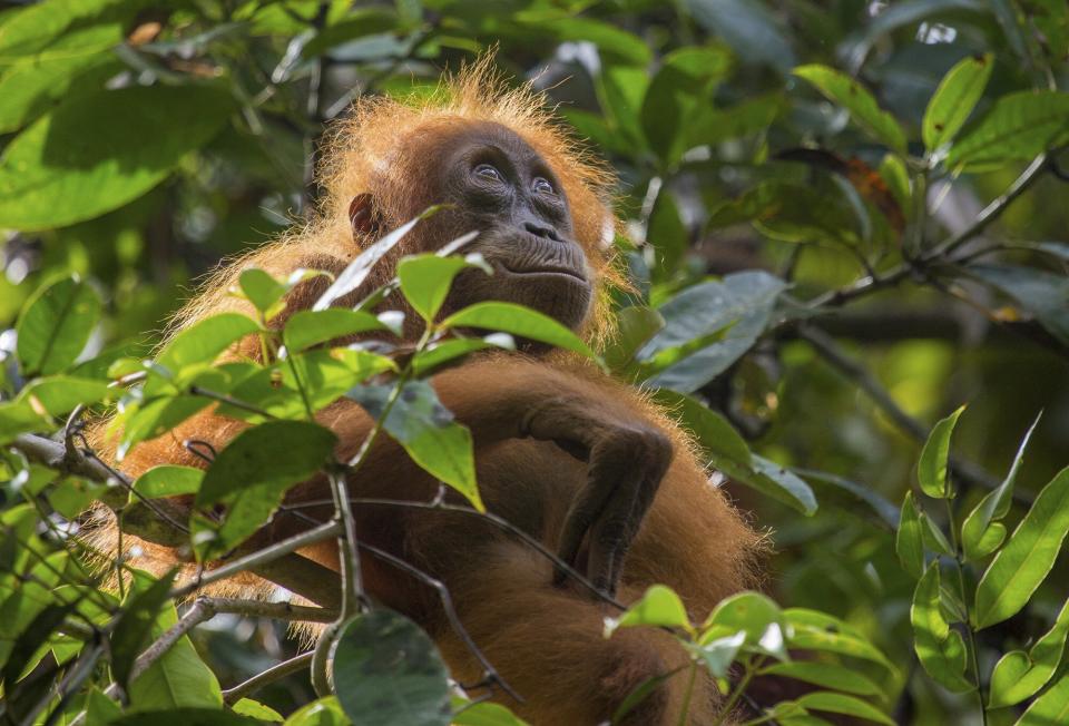 Sir David Attenborough's best moments