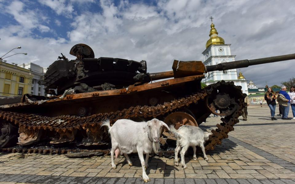 Goats walk near destroyed Russian armored vehicles displayed for Ukrainians to see at Mykhailivska Square in downtown Kyiv -  OLEG PETRASYUK/ Shutterstock