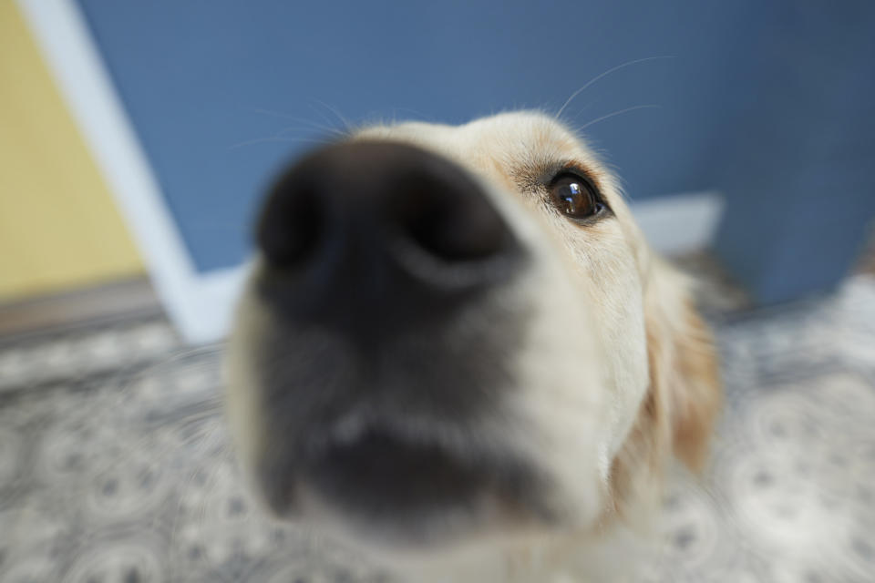 Close-up of dog's nose