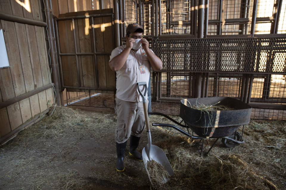 Un trabajador se ajusta su máscara mientras limpia el recinto de Fito, una jirafa de seis meses nacida en cautividad, en el Zoo de La Aurora, cerrado por las medidas para contener el coronavirus, en Ciudad de Guatemala, el martes 31 de marzo de 2020. (AP Foto/Moisés Castillo)