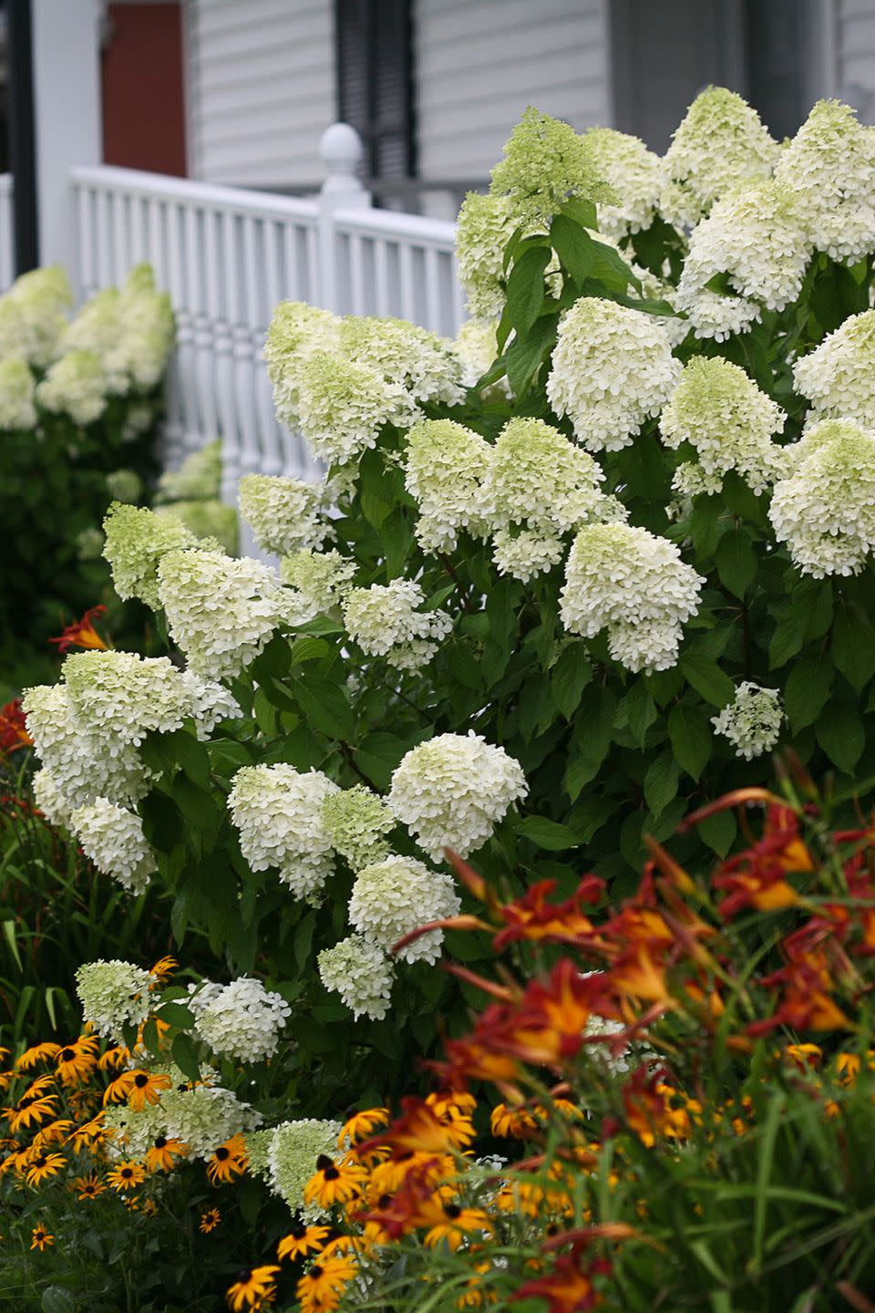 Flower, Flowering plant, Plant, White, Hydrangeaceae, Hydrangea, Botany, Shrub, Spring, Garden, 