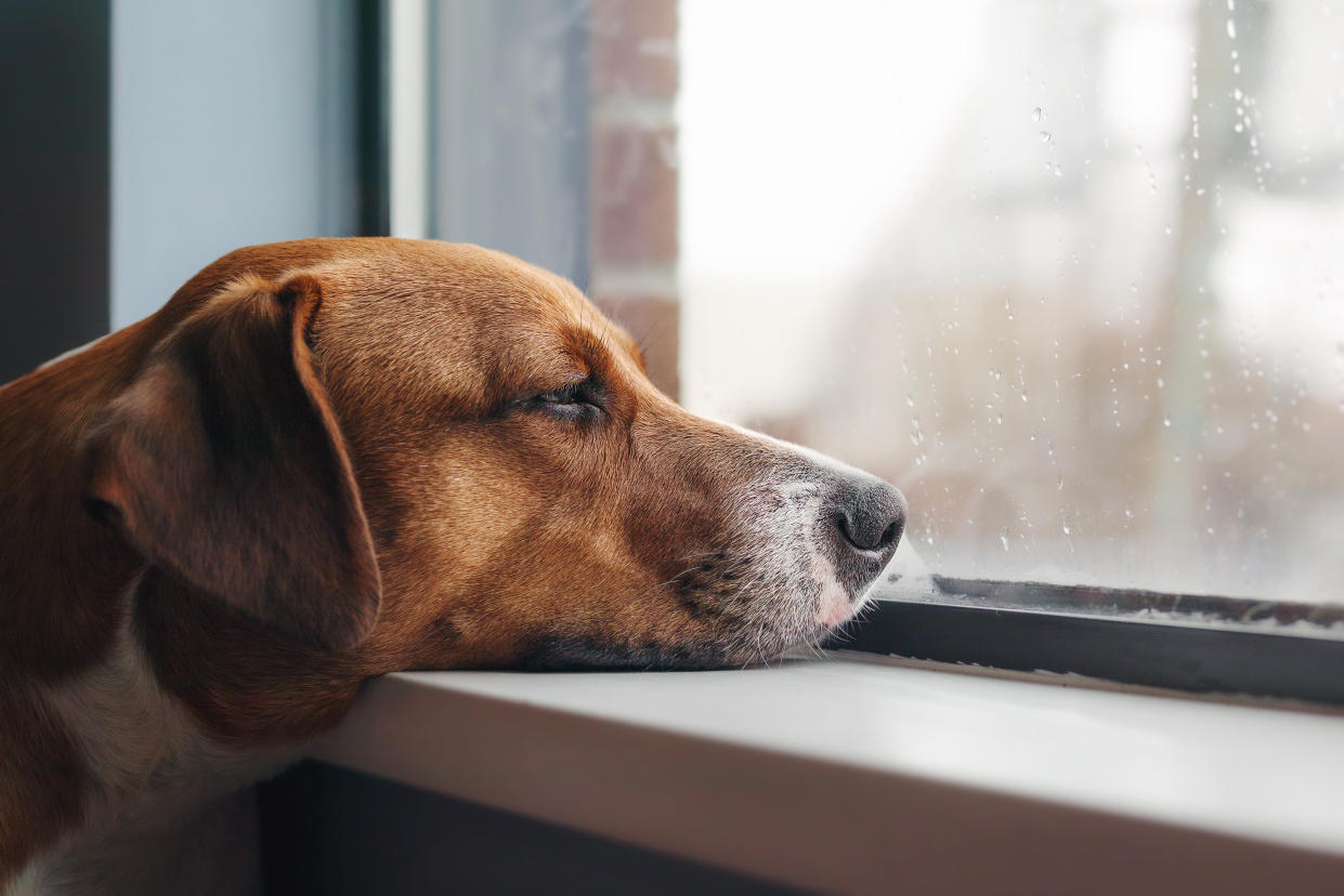 Auch Hunde können um einen verstorbenen Gefährten trauern (Symbolbild: Getty Images)