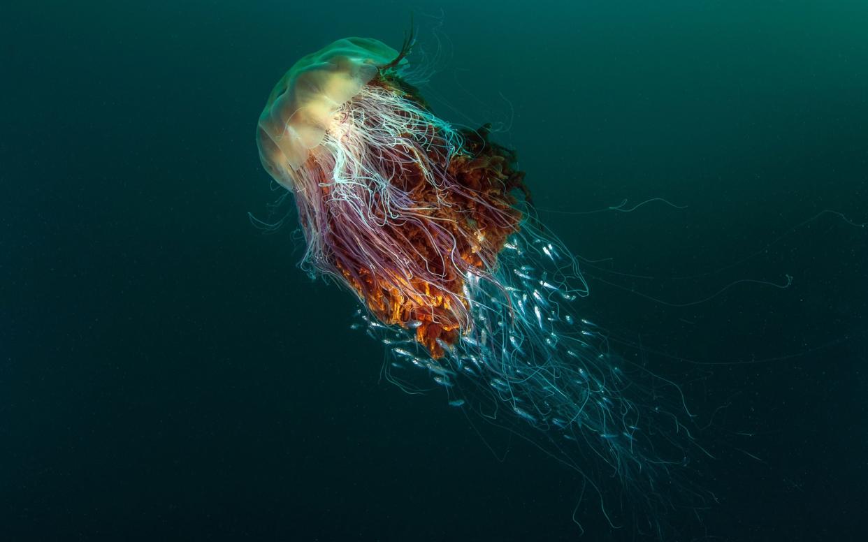 The UK has experienced an influx of thousands of jellyfish washing up on its shores in recent years - George Stoyle/BWPA/www.bwpawards