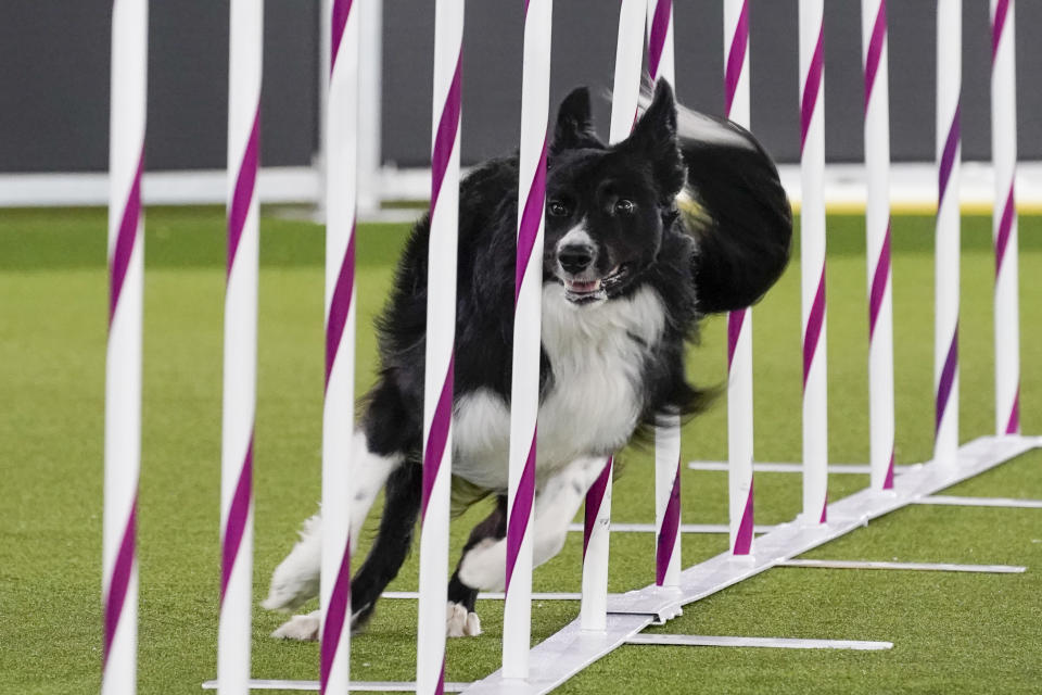 Verb, a border collie, competes during the finals of the agility competition at the Westminster Kennel Club dog show in Tarrytown, N.Y., Friday, June 11, 2021. Verb has zoomed and not the virtual way to a second-time win in the Westminster Kennel Club dog show's agility contest. Verb and handler Perry DeWitt of Wyncote, Pennsylvania, also won the title in 2019. (AP Photo/Mary Altaffer)