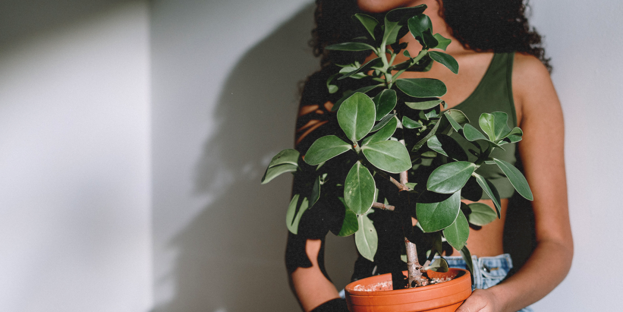 indoor plants