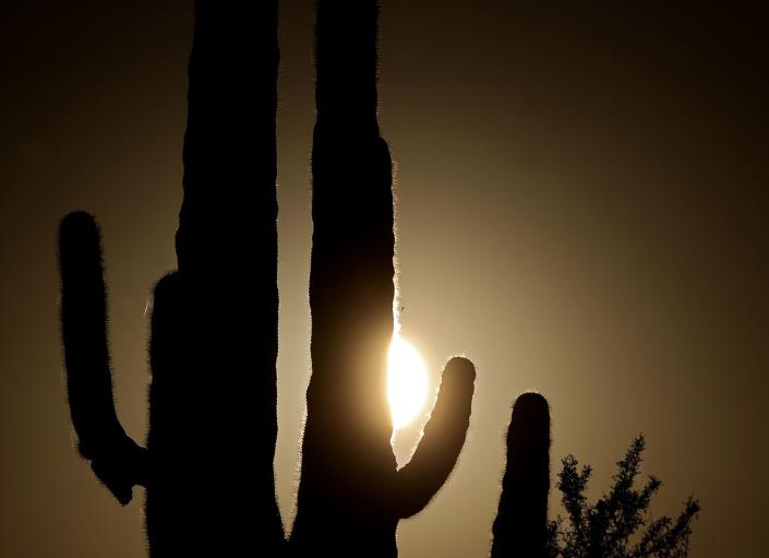 sun sets behind cactuses