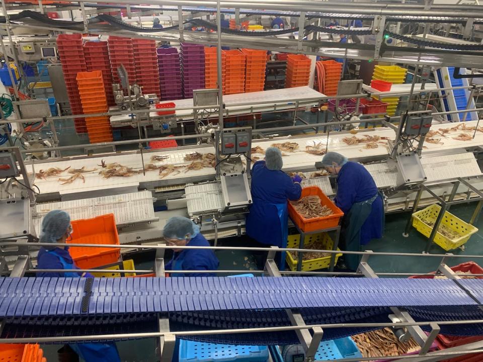 The Quinlan Brothers processing plant in Bay de Verde has operated nonstop since May to make sure it can process as much of the snow crab quota as possible.