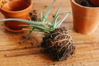 <p>There are several ways to tell if your plant needs repotting:</p><ul><li>If it needs watering more often than usual</li><li>If you notice the roots are growing out of its drainage holes</li><li>If you gently ease your plant from its pot and the roots look tight or tangled around the root ball.</li></ul><p>These are all potential signs that your plant needs more space to grow. </p>