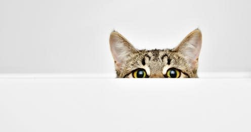   <span class="attribution"><a class="link " href="https://www.shutterstock.com/image-photo/cat-curiously-peeking-out-behind-white-612566123?src=-1-0" rel="nofollow noopener" target="_blank" data-ylk="slk:Lario/ Shutterstock;elm:context_link;itc:0;sec:content-canvas">Lario/ Shutterstock</a></span>