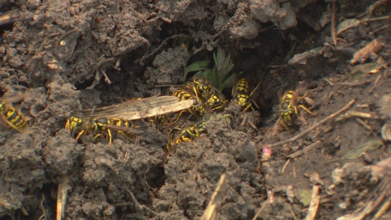 U-pick farms feeling the sting during intense wasp year