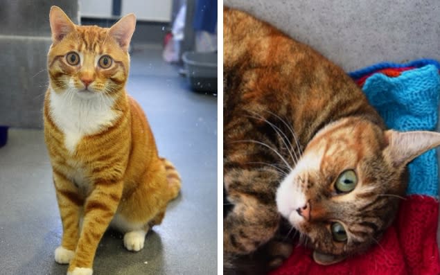 The two cats Battersea Dogs and Cats Home has picked out: Simba is on the left and Peggy is on the right - Battersea Dogs and Cats Home