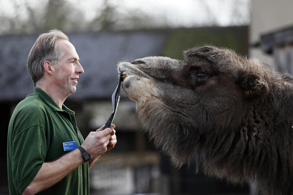 London Zoo begins annual residents count