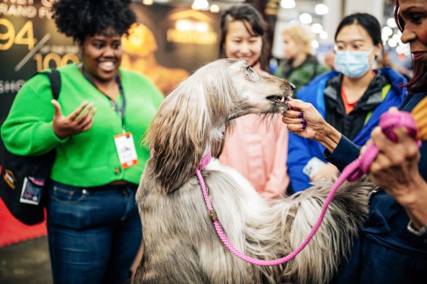 Doja Kat, an Afghan Hound, at the American Kennel Club’s “Meet the Breeds” event.