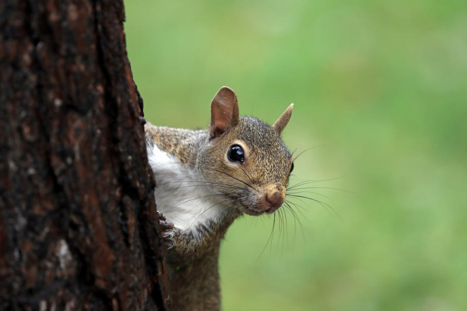 Close-up of a squirrel peeking from behind a tree trunk