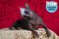 <p>Mr. Happy Face lived up to his name after being crowed the winner of the 2022 Ugliest Dog Contest.</p>