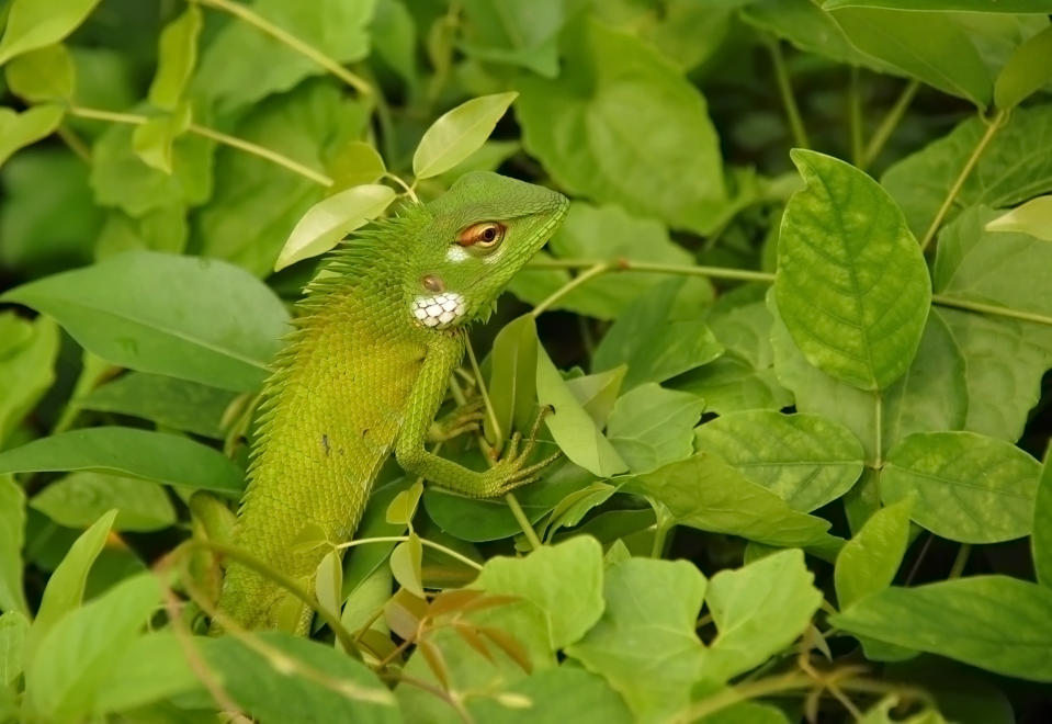 <b>Mimese </b> <br> <br> Auch in der Natur gibt es optische Täuschungen. Einige Tiere passen ihre Gestalt, Farbe und Haltung ihrem Lebensraum an. Für potentielle Feinde sind sie so unsichtbar. (Foto: Fotolia)