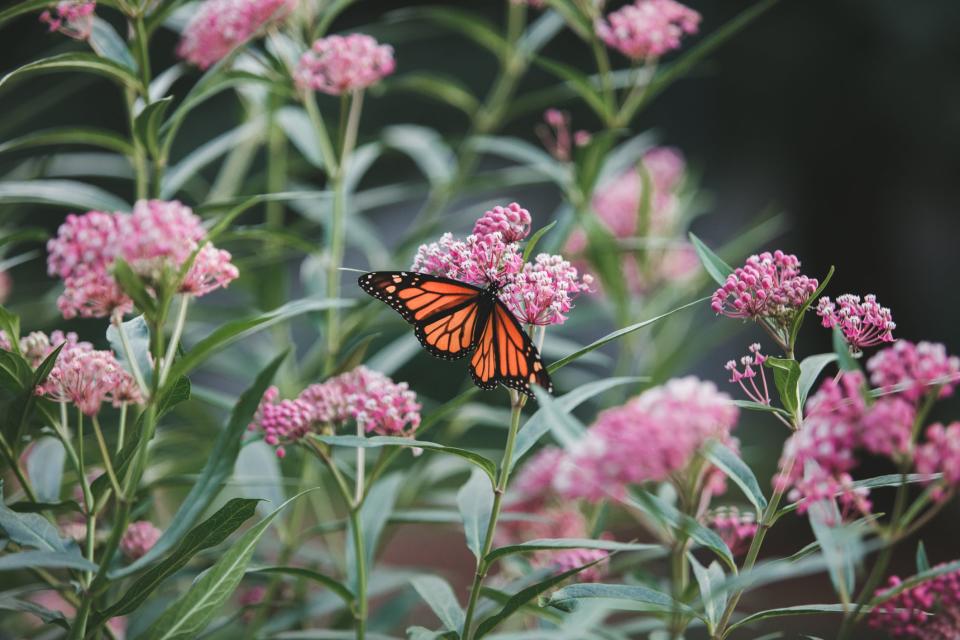18 Flowers That Attract Butterflies—and How to Keep Them Coming Back