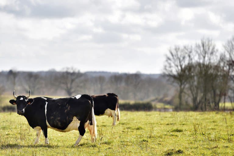 Deux vaches dans un champs de l'ouest de la France (image d'illustration) - LOIC VENANCE / AFP