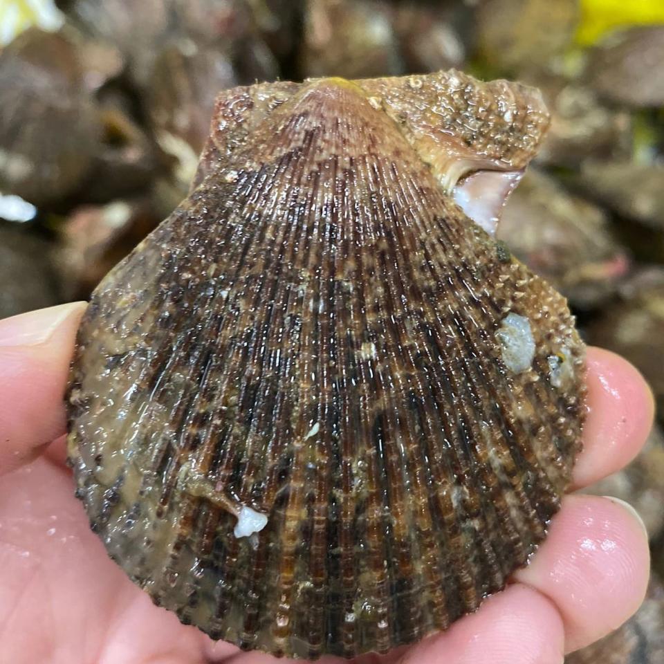 La zamburiña se caracteriza por tener solo una 'oreja' en la parte superior de la concha. Foto: Getty Creative