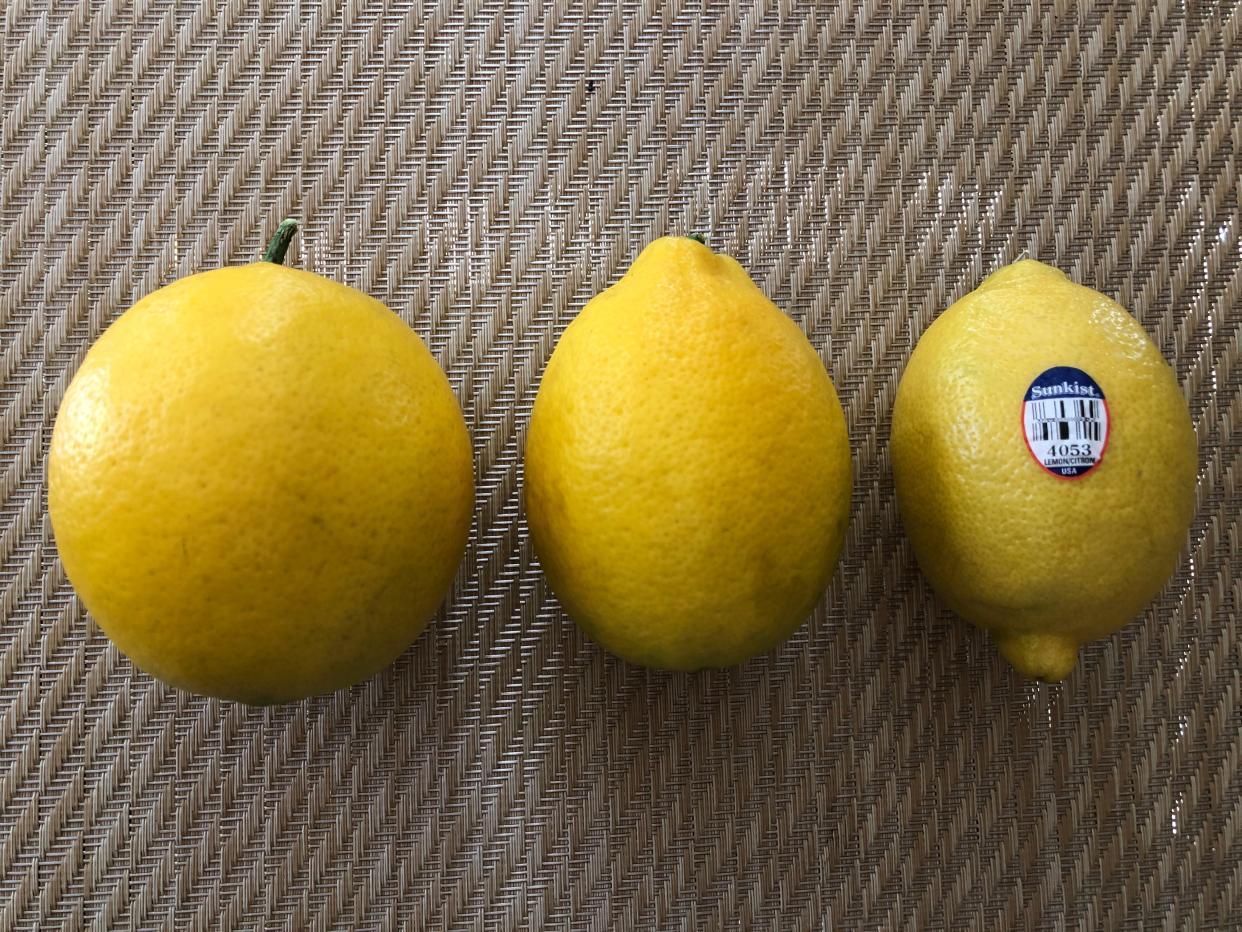Lemon Comparison: left, Meyer lemon from a mature tree; center, Meyer lemon from a different recently planted tree; right, lemon purchased at grocery store.