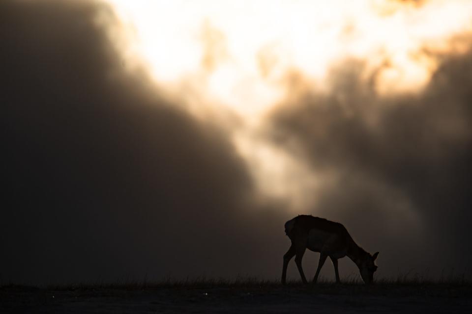 A pronghorn grazes near Walden on March 13. Pronghorns, the fastest land mammal in the Western Hemisphere, are a common prey for wolves.