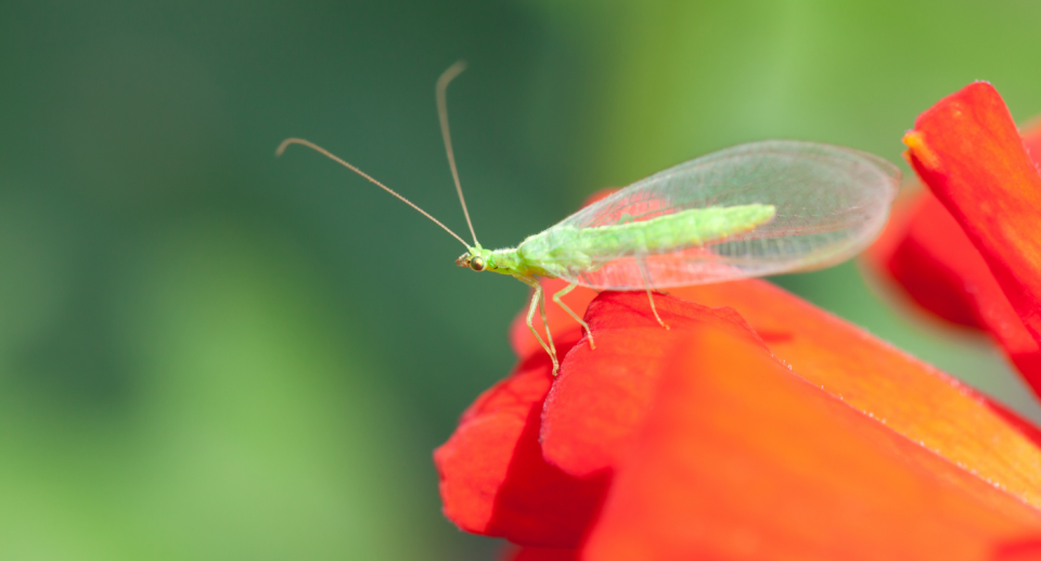 An image of a green lacewing with it's transparent wings, sitting on an orange flower. 