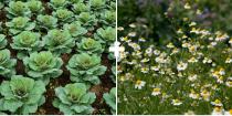 <p>Chamomile brings in the beneficial insects for brassicas such as cabbage. In the fall, chop it up and toss on the bed to decompose, while leaving the roots intact to decay and enrich the soil, suggests Stross. "Maybe there's not always a lot of scientific evidence behind some of these pairings, but just start trying and see what works," says Stross. After all, experimentation is half the fun in the garden!<br></p>