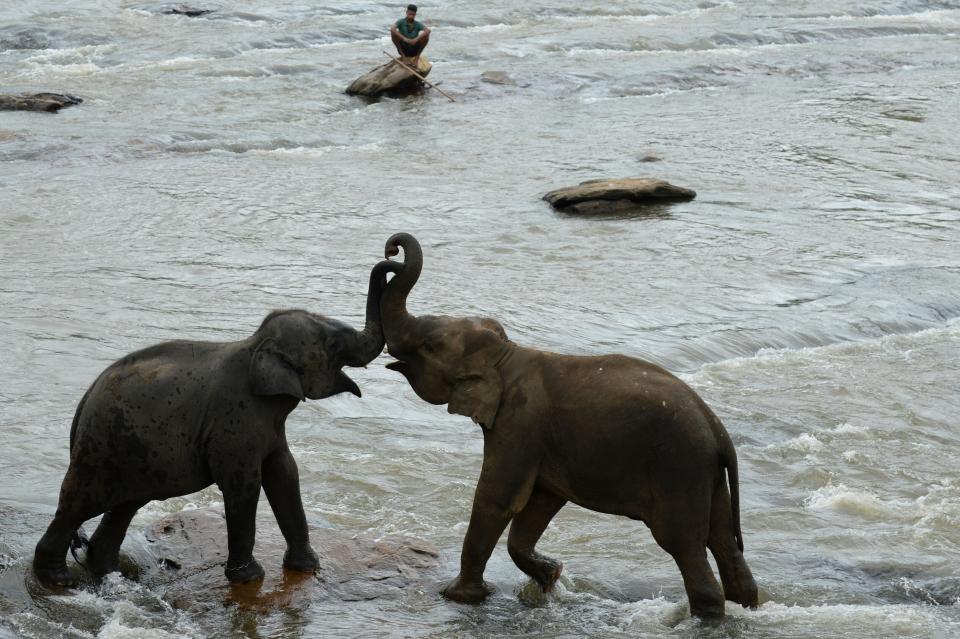 (Photo: LAKRUWAN WANNIARACHCHI via Getty Images)