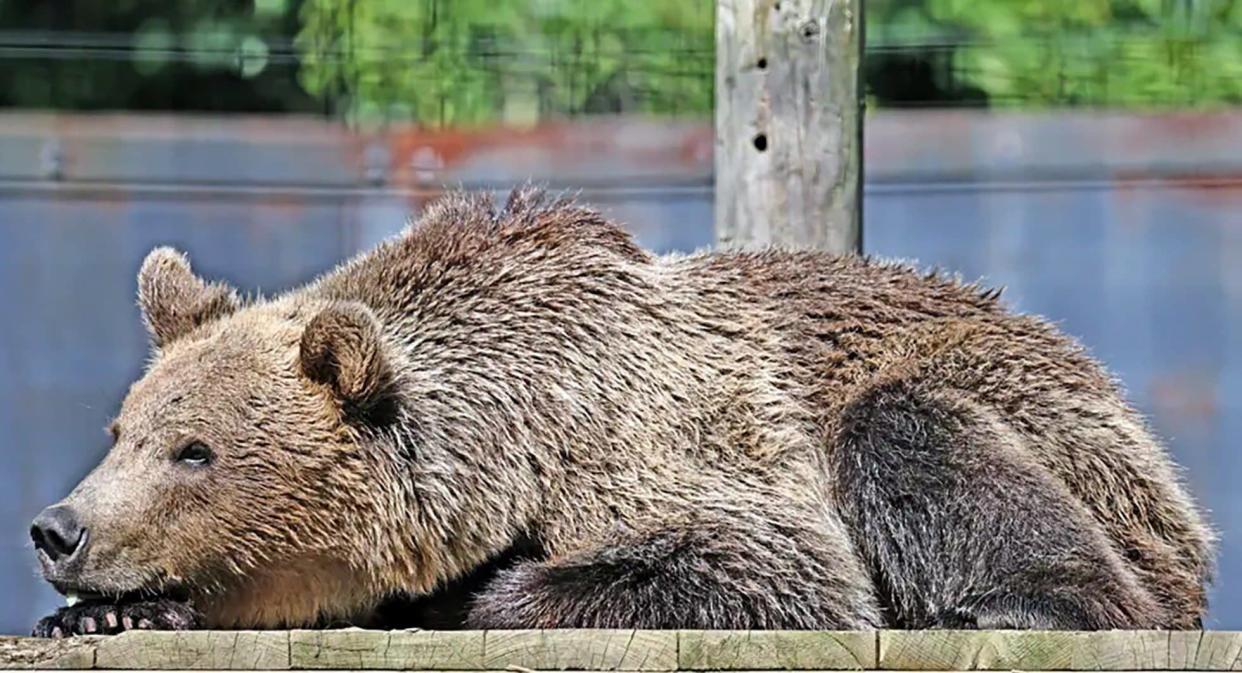 Boki, the brown bear, was said to be loved by absolutely everyone at the wildwood trust