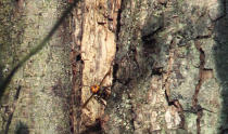 In this still image taken from video provided by the Washington State Dept. of Agriculture, an Asian Giant Hornet is shown emerging from a nest in a tree, Thursday, Oct. 22, 2020 near Blaine, Wash. The nest is the first of the so-called murder hornets to be found by scientists in the United States and workers hope to destroy the nest on Saturday, Oct. 24, 2020, to protect native honeybees. (Karla Salp/Washington Dept. of Agriculture via AP)