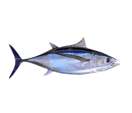 Avoid: Albacore Tuna