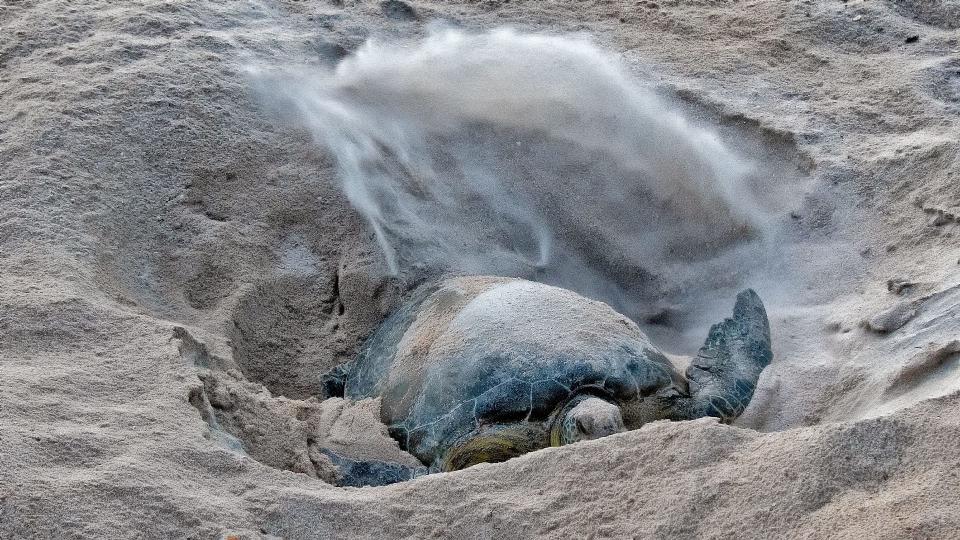 An endangered green sea turtle throws sand as she digs a nest in August 2022 to hold her eggs at Archie Carr National Wildlife Refuge in Melbourne Beach, Fla., on Aug. 8.