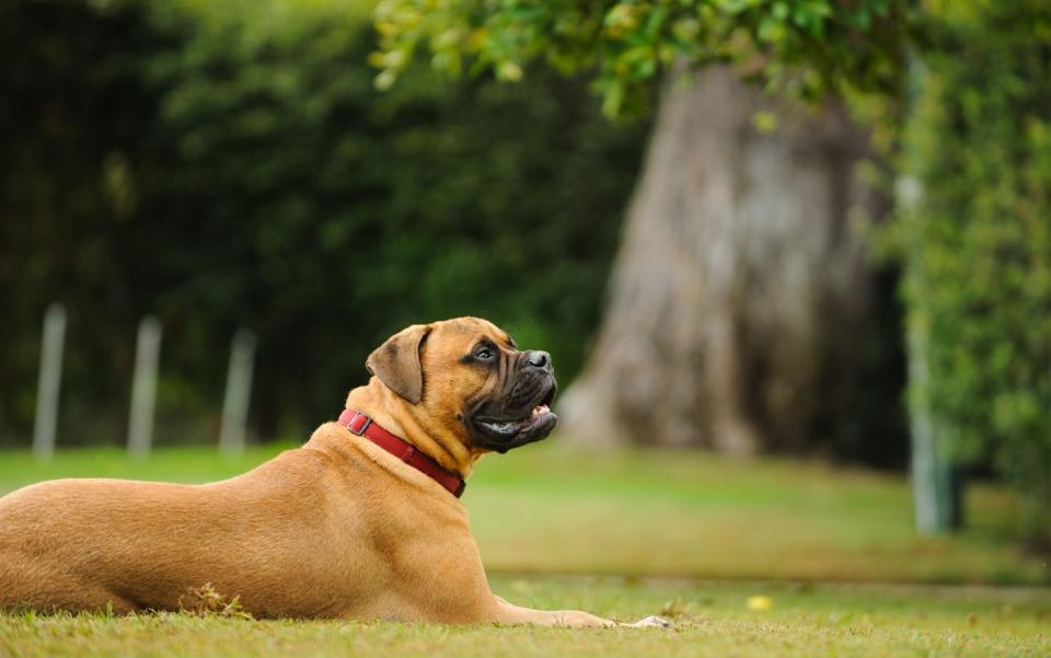 <p>While the average Mastiff can stand about 30 inches tall and weigh up to 230 pounds, they are said to be gentle giants. These dogs are powerful, yet affectionate and do best with older children, <a href="https://www.akc.org/dog-breeds/mastiff/" rel="nofollow noopener" target="_blank" data-ylk="slk:according to the AKC.;elm:context_link;itc:0;sec:content-canvas" class="link ">according to the AKC.</a></p>
