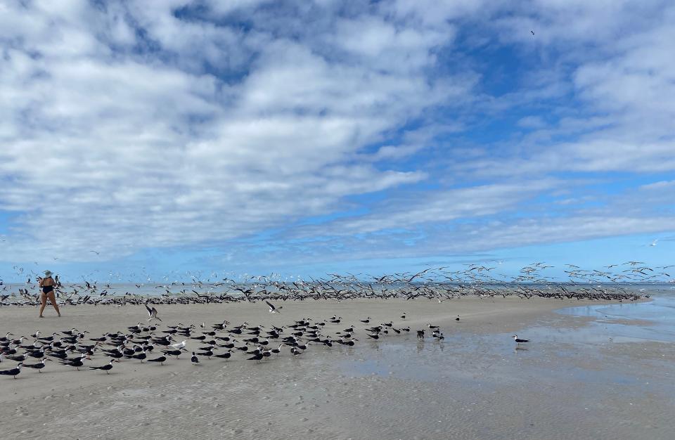 Black skimmers crowd the beach on Big Hickory Island near Bonita Beach on Sunday, Dec. 26, 2021. 