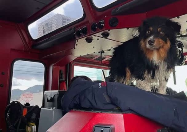 PHOTO: An Australian Shepherd named Seamus is lucky to be alive after he was swept away by floodwaters in San Bernardino, California, only to be reunited with his owner hours later thanks an Apple AirTag that helped locate him on Monday, Jan. 16, 2023. (San Bernardino County Fire / Facebook)