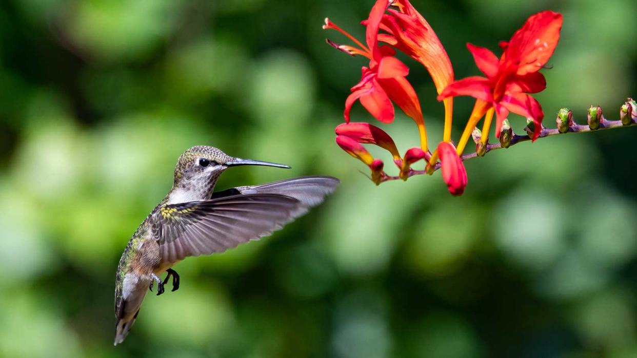  crocosmia and hummingbird 