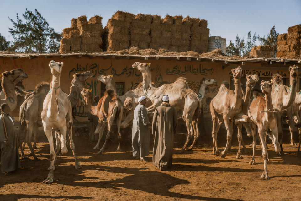 <p>Podría parecer una imagen del pasado, pero se trata de una fotografía actual. Ha sido tomada en el mercado de camellos de Birqash, un lugar poco conocido de Egipto para los turistas, pero que bien merece una visita. (Foto: Getty Images).</p> 