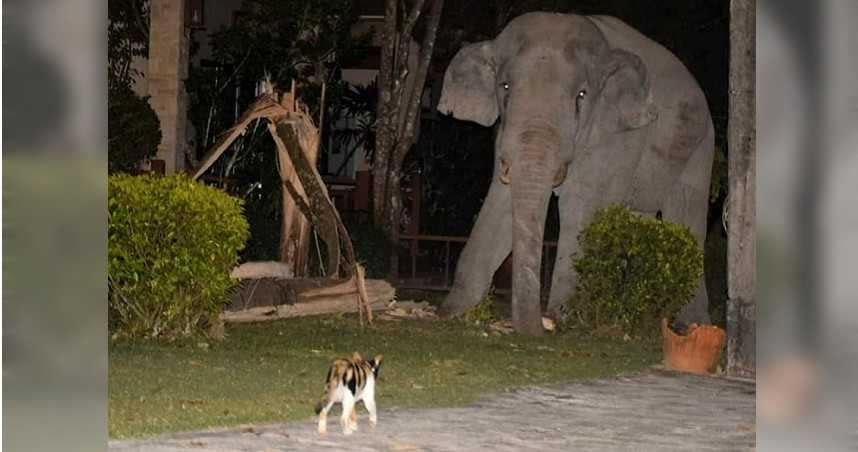 泰國一隻野生大象闖入民宅覓食，沒想到遇到民宅飼養的寵物貓阻擋。（圖／翻攝自Thadchai Aoo臉書）