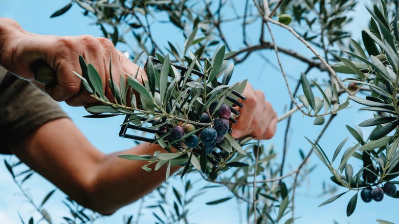 Harvesting olives from olive tree